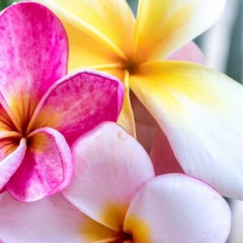 diffuser oil frangipani lei