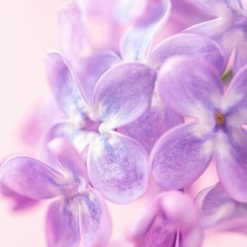 Lilac & Orange Blossom Diffuser Oil